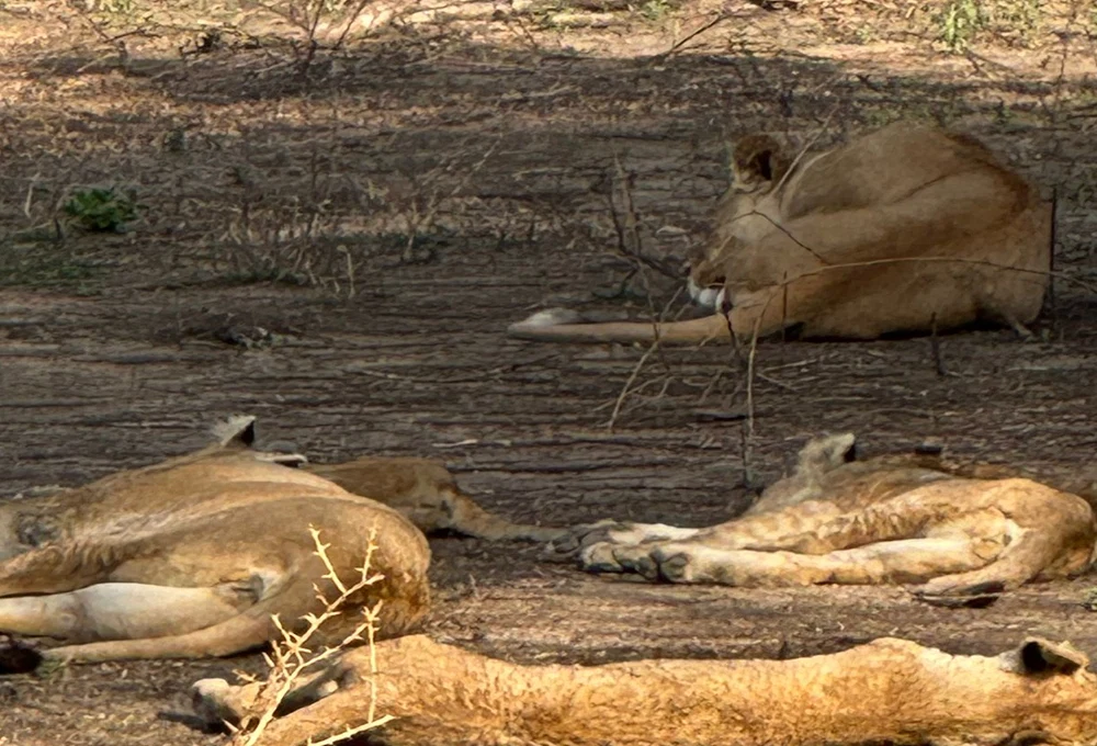 Lions resting together under shade during tanzania wildlife safari