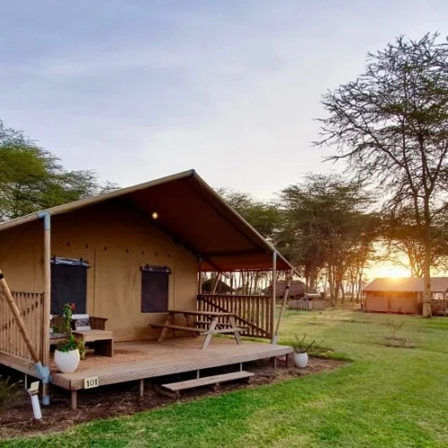 Luxury tented safari camp at sunrise during a Serengeti fly-in safari