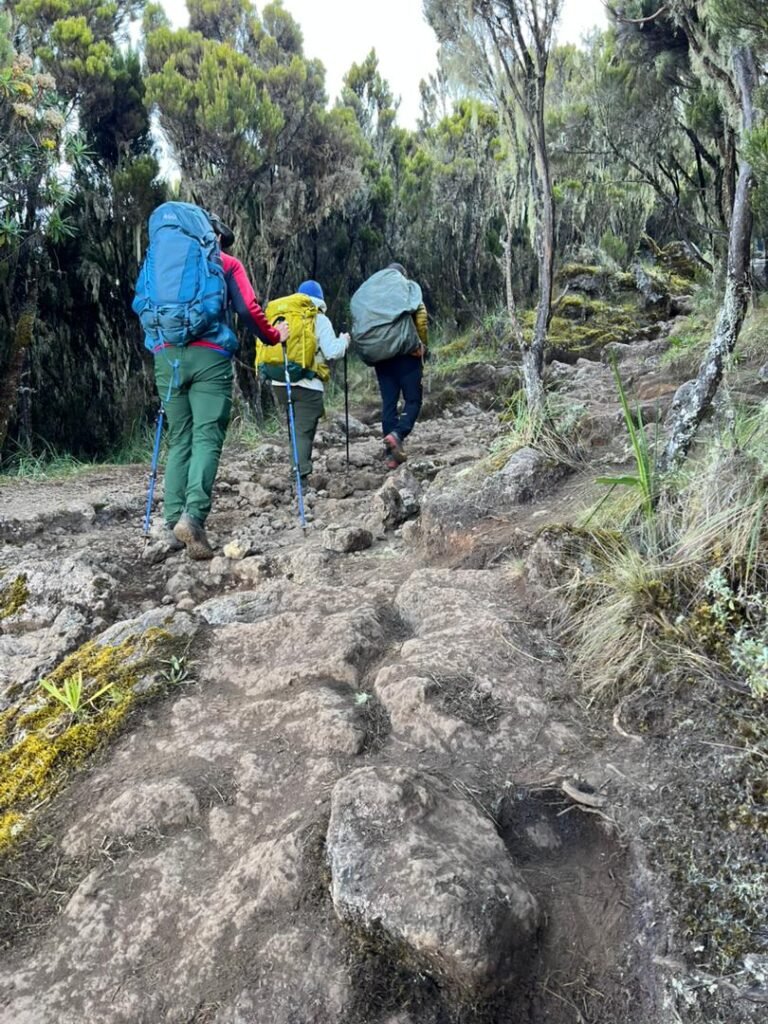 Machame Day Hike Kilimanjaro Trekkers Rocky Forest Path Tanzania