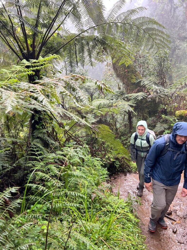 Marangu Route Kilimanjaro Climbers Fern Lined Rainforest Trail Tanzania