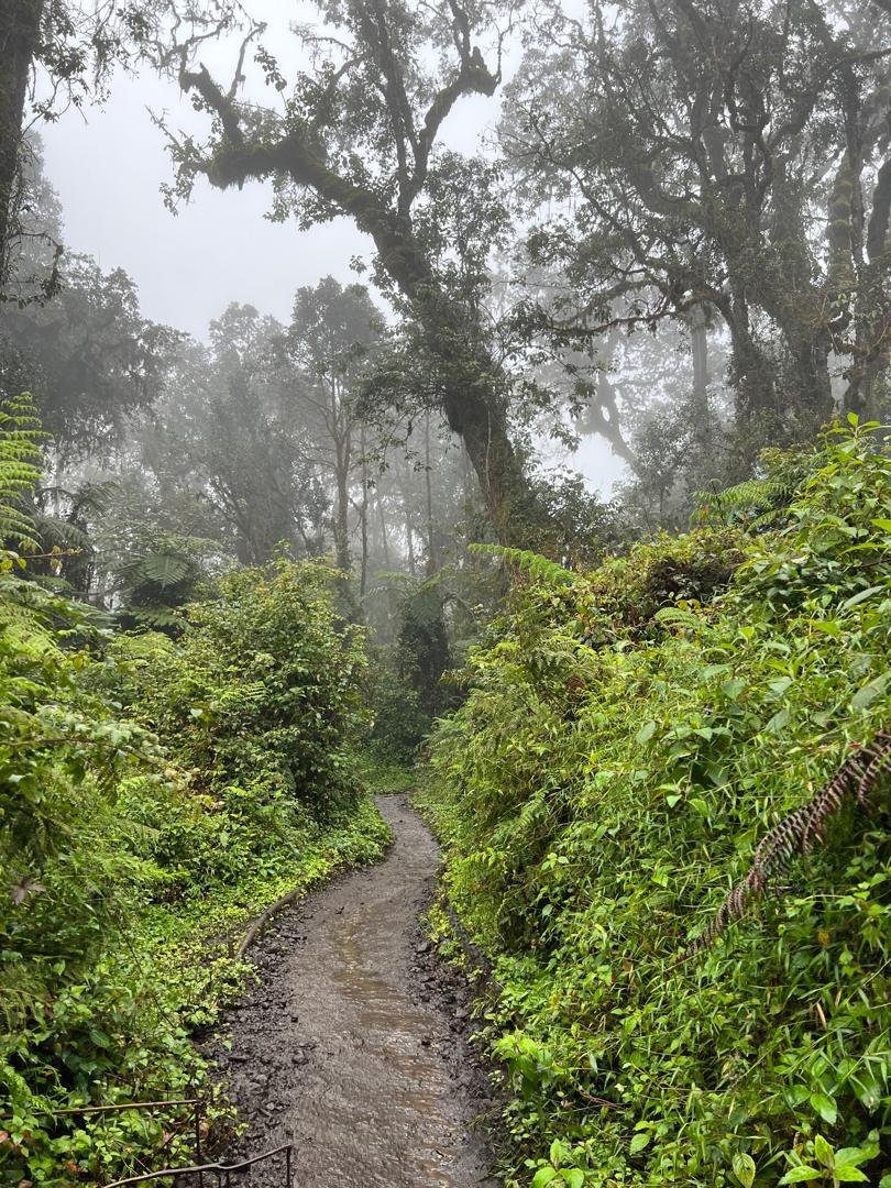 Cloud forest hiking trail on the Marangu Route Kilimanjaro