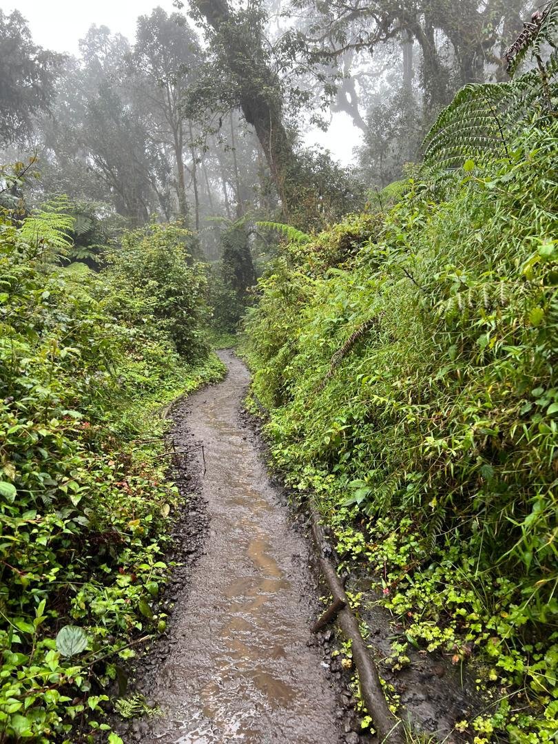 Quiet Kilimanjaro forest trail for private trekking