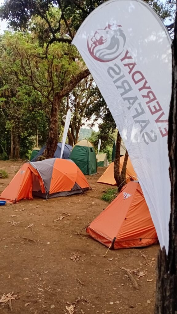 Marangu Route Kilimanjaro Everyday Safaris Forest Camp Tents Tanzania