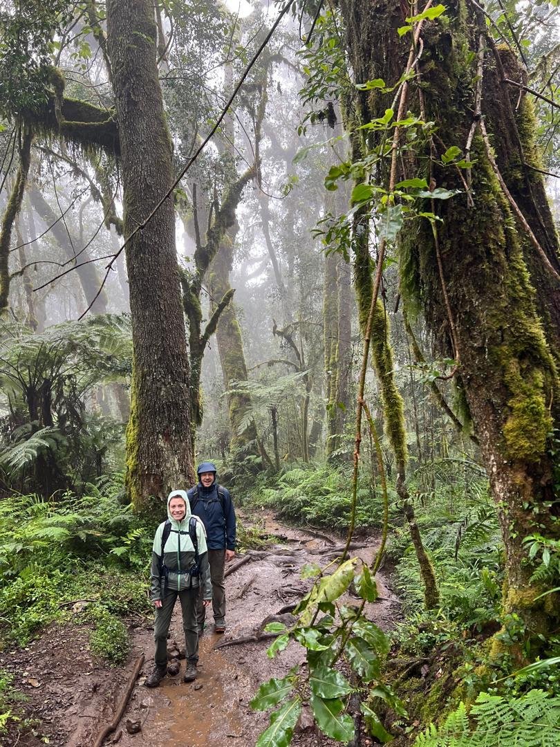 Hiker beneath tall rainforest trees on Mount Kilimanjaro