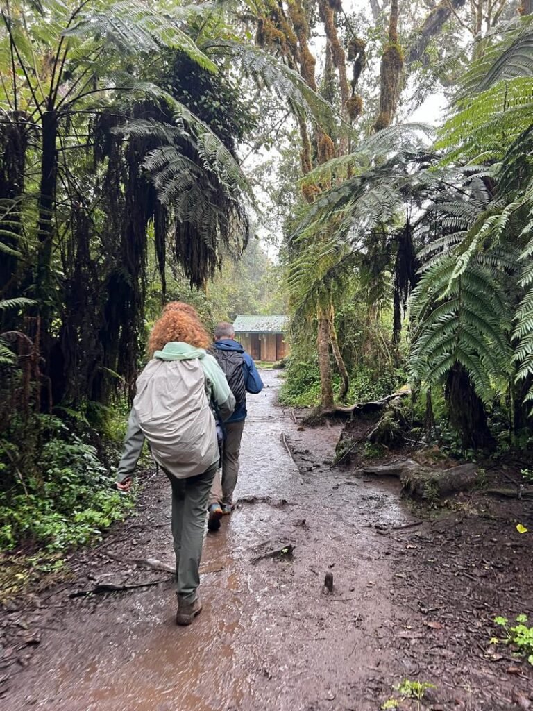 Marangu Route Kilimanjaro Hiker Fern Forest Path Tanzania