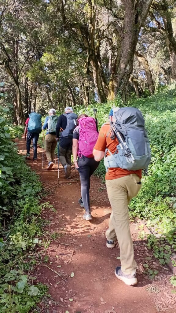 Marangu Route Kilimanjaro Hikers Forest Trail Tanzania