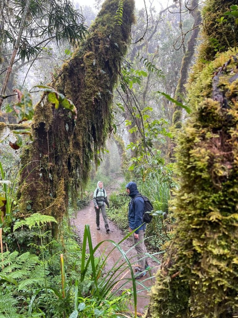 Marangu Route Kilimanjaro Hikers Moss Covered Rainforest Tanzania