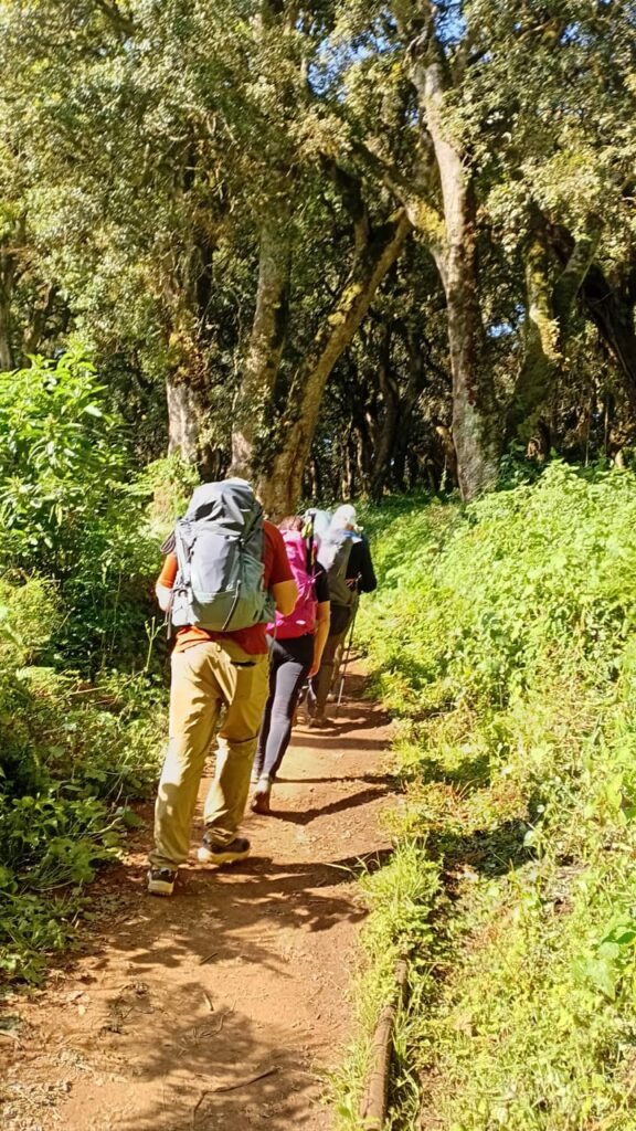 Marangu Route Kilimanjaro Hikers Rainforest Trail Tanzania