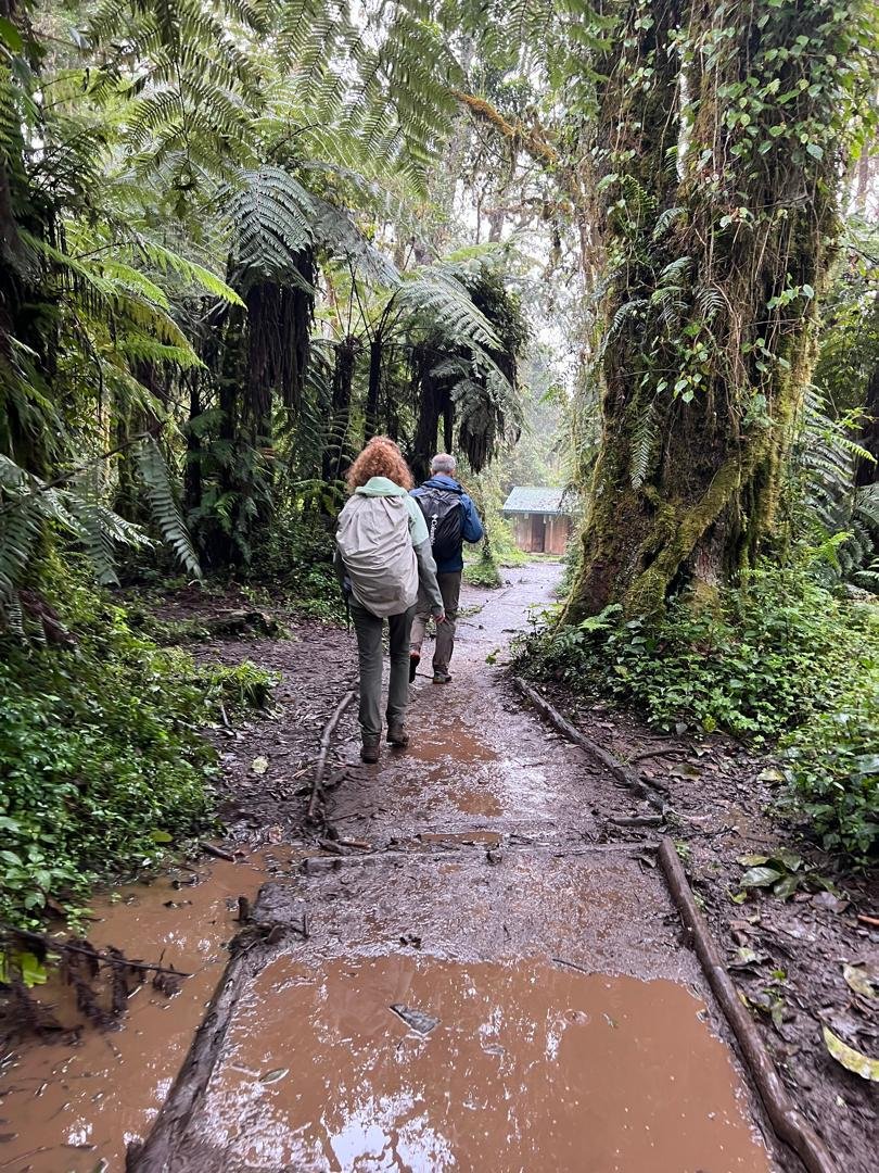 Guided hikers walking through wet Kilimanjaro montane forest