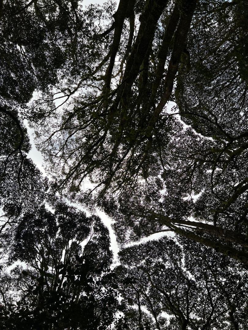 Kilimanjaro rainforest canopy during private climb preparation