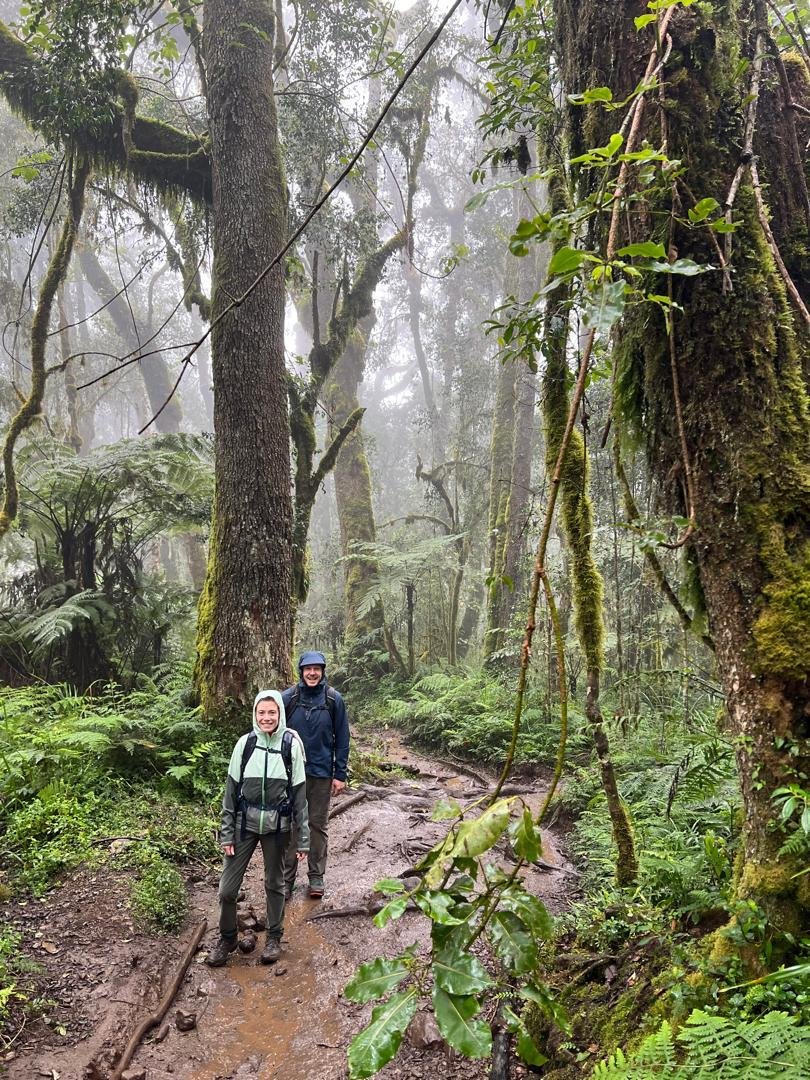 Hikers walking through montane forest during mountain preparation