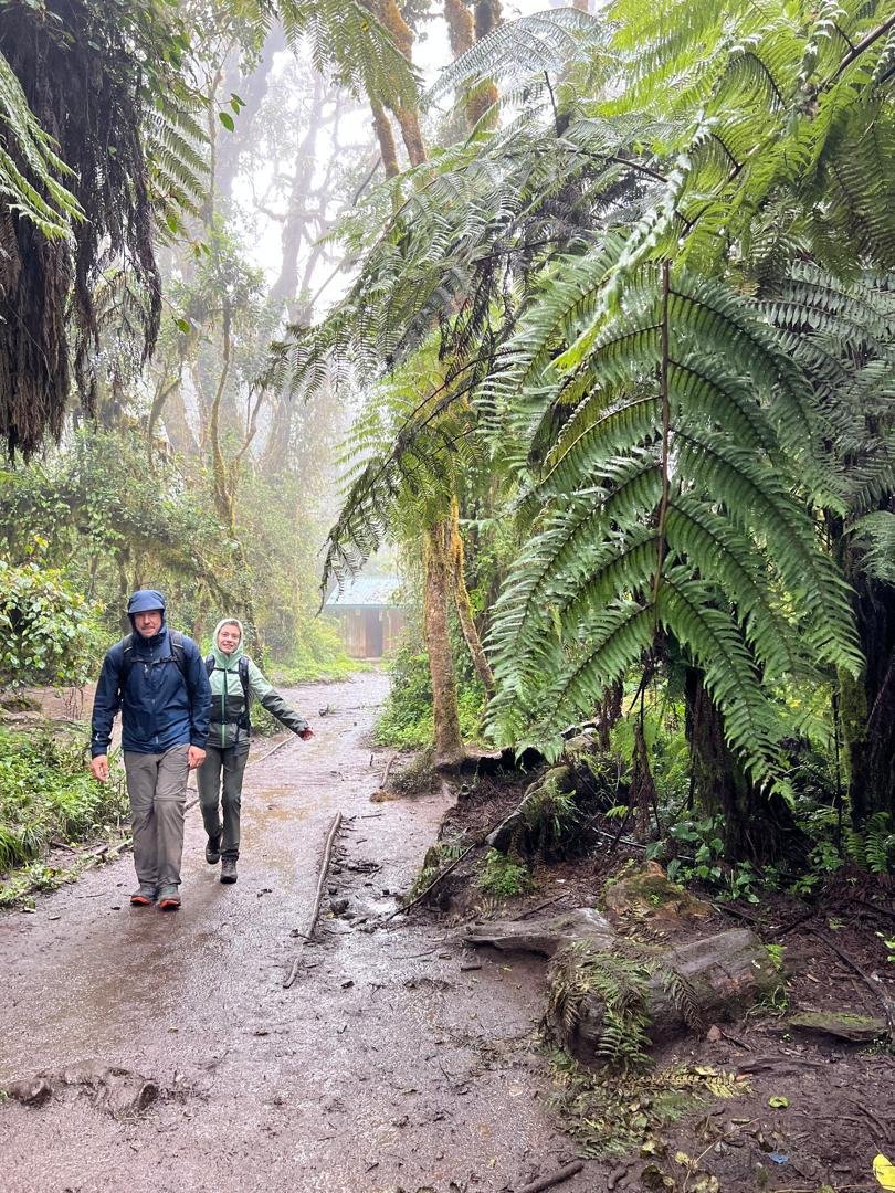Trekkers following a giant fern forest trail on Kilimanjaro