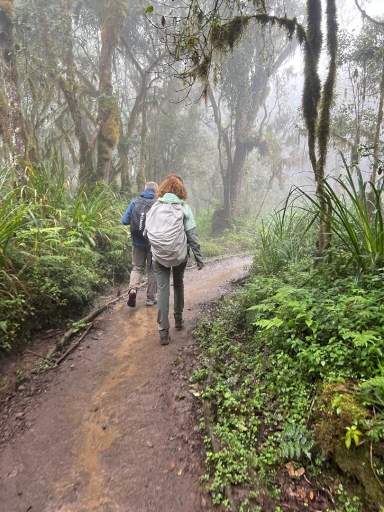 Marangu Route Kilimanjaro Trekkers Misty Forest Trail Back View Tanzania