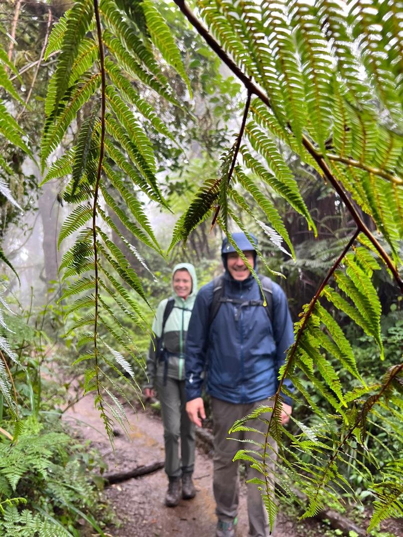 Kilimanjaro trekkers walking beneath giant rainforest ferns
