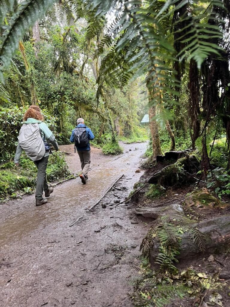 Marangu Route Kilimanjaro Two Hikers Marangu Forest Track Tanzania