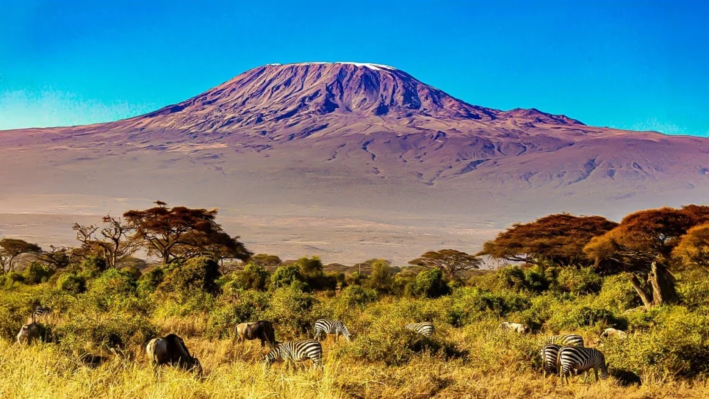 Mount Kilimanjaro Rising Above Zebras And Acacia Trees Tanzania Safari Alternate View 02 1