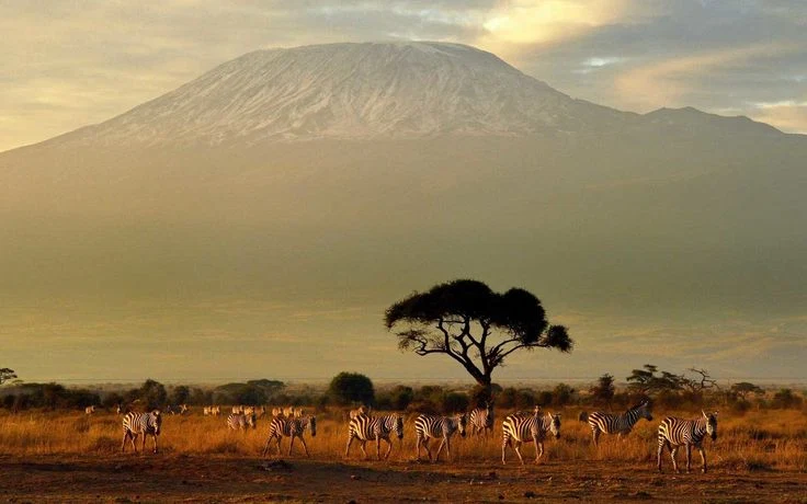 Mount Kilimanjaro Rising Above Zebras And Acacia Trees Tanzania Safari Alternate View 03 1