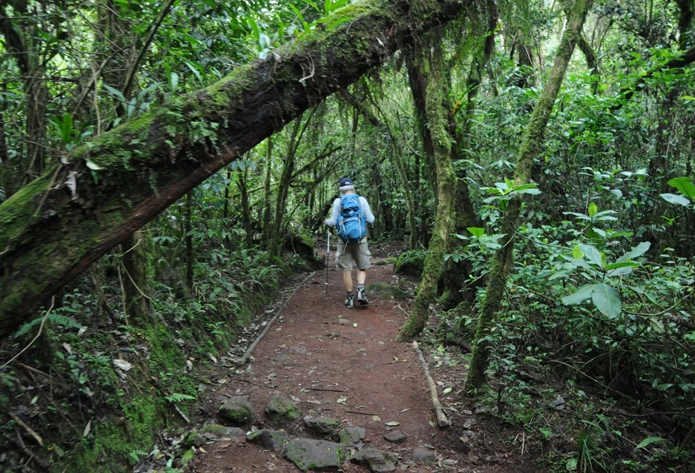 Mount Kilimanjaro Scenic Climbing Trekking And Summit Adventure In Tanzania Alternate View 14 1