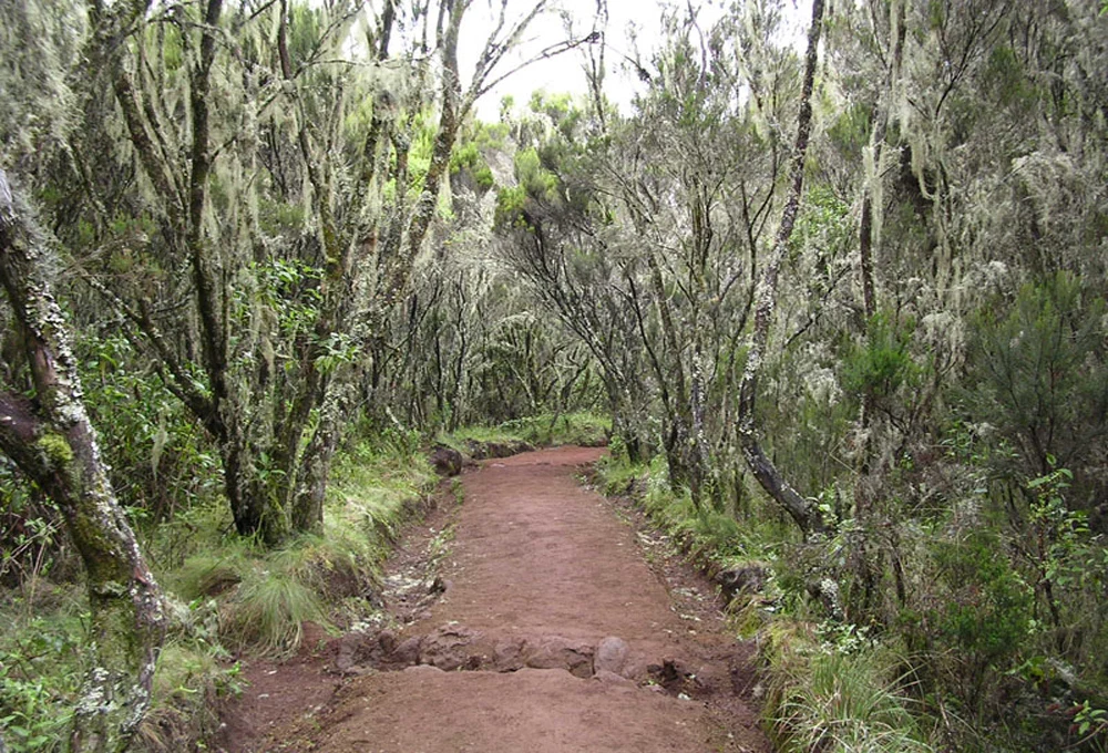 Mount Kilimanjaro Scenic Climbing Trekking And Summit Adventure In Tanzania Alternate View 34 1