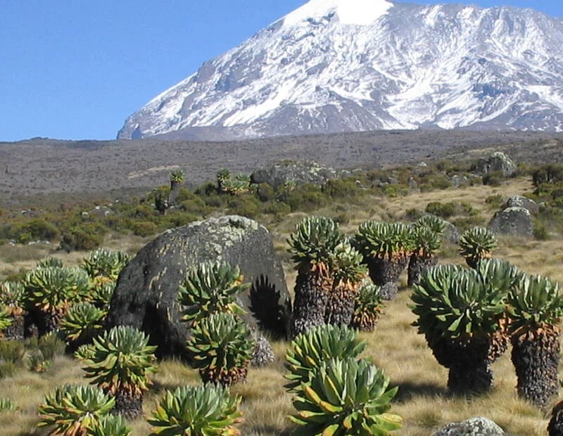 Mount Kilimanjaro Scenic Climbing Trekking And Summit Adventure In Tanzania Alternate View 54 1