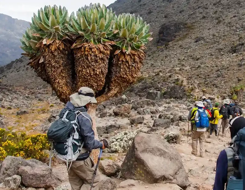 Mount Kilimanjaro Umbwe Route Scenic High Altitude Climbing And Trekking Adventure Tanzania Alternate View 02 1