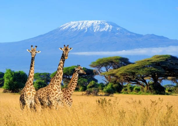 mount kilimanjaro wildlife