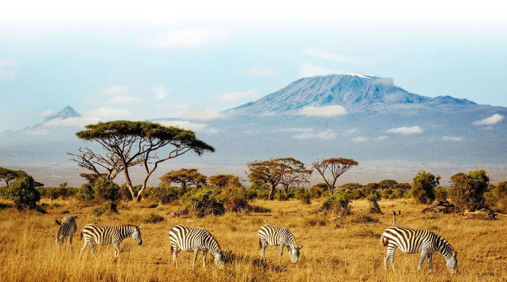 Mount Kilimanjaro With Zebras And Acacia Trees On Tanzania Savannah Alternate View 02 1