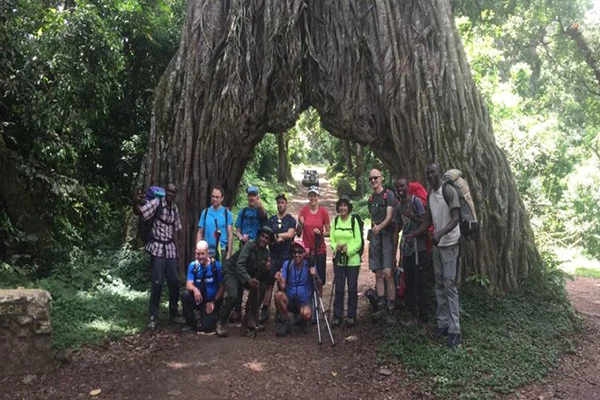 Mount Meru Hikers Beneath Giant Forest Tree On Momella Route Tanzania 1