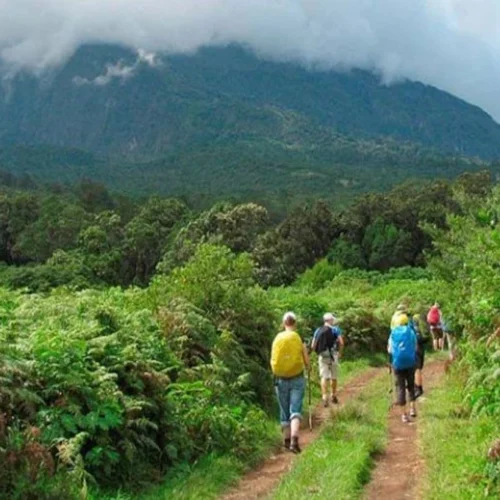 Mount meru hikers walking through lush montane forest on momella route