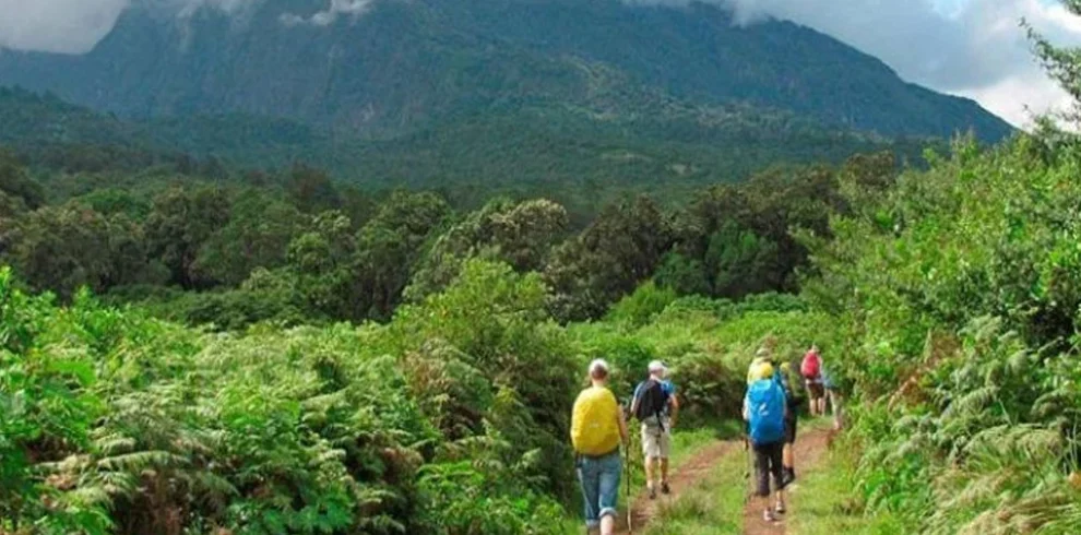 Mount meru hikers walking through lush montane forest on momella route