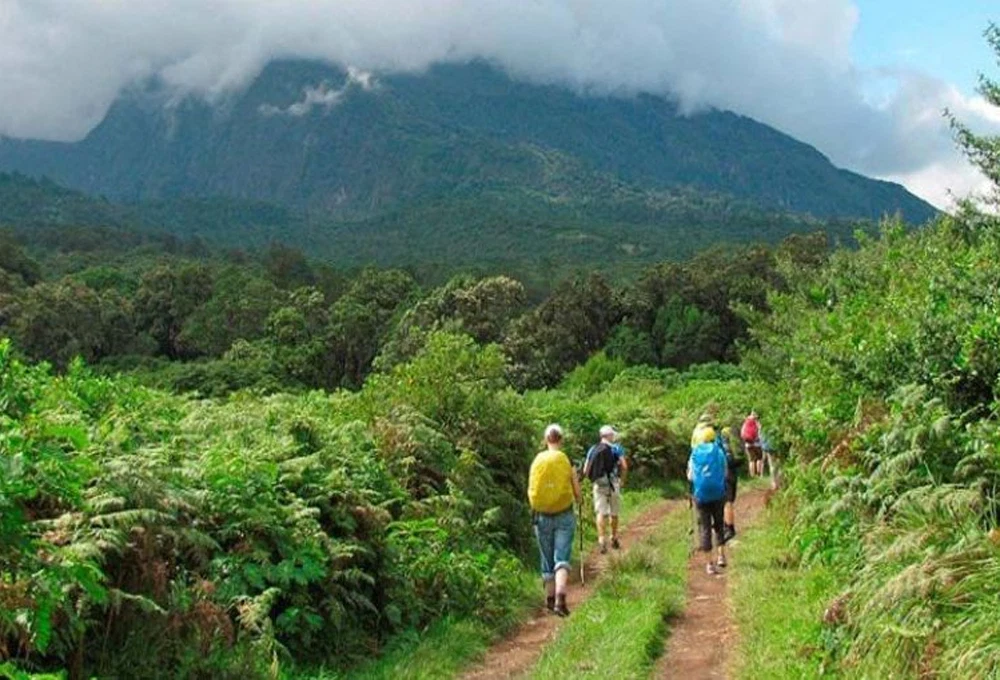 Mount meru hikers walking through lush montane forest on momella route