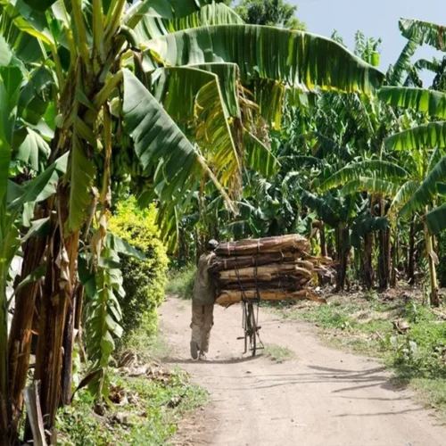 Mto wa mbu cultural village local food and community day tour tanzania