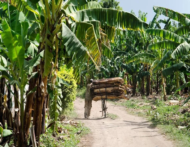 Mto wa mbu cultural village local food and community day tour tanzania
