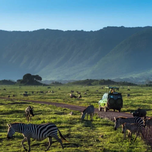 Ngorongoro crater safari vehicle among zebras and wildlife on caldera floor