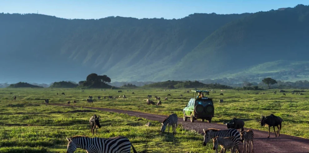 Ngorongoro crater safari vehicle among zebras and wildlife on caldera floor