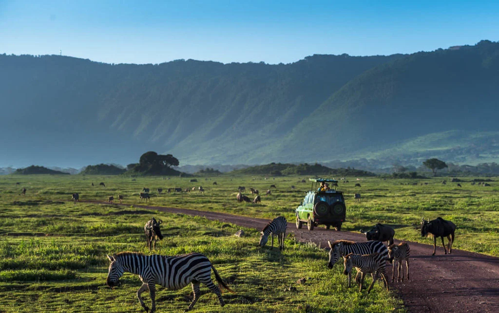 Ngorongoro crater safari vehicle among zebras and wildlife on caldera floor