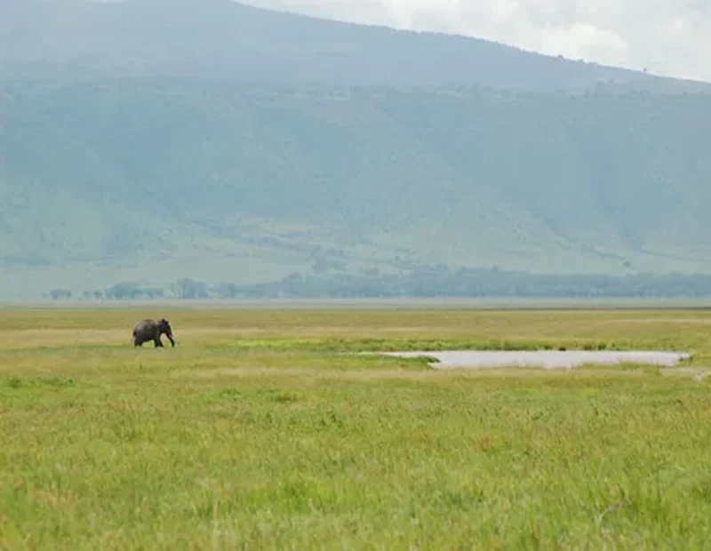 Ngorongoro crater wildlife safari and scenic caldera adventure tanzania