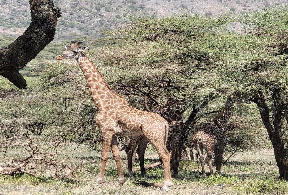 Ngorongoro Crater Wildlife Safari And Scenic Caldera Adventure Tanzania Alternate View 10 1