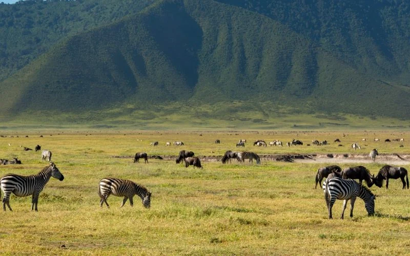 Ngorongoro Crater