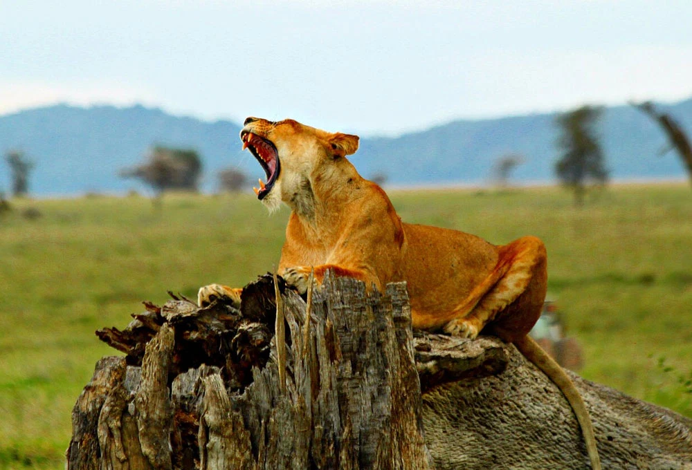 Ngorongoro Crater Wildlife Safari And Scenic Caldera Adventure Tanzania Alternate View 12 1