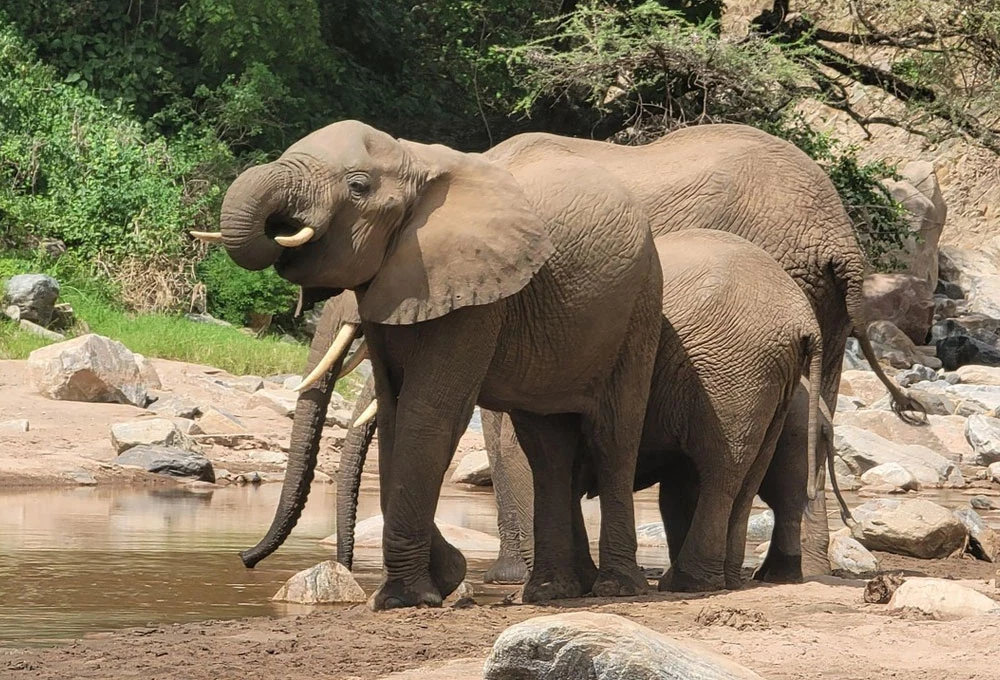 Ngorongoro Crater Wildlife Safari And Scenic Caldera Adventure Tanzania Alternate View 17 1