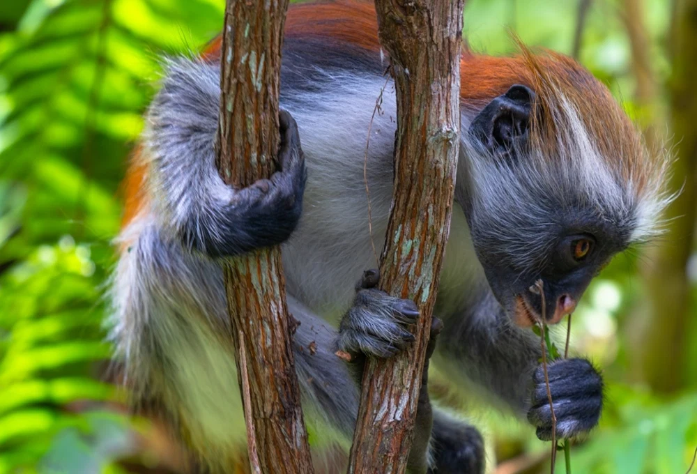 Scenic tanzania waterfall and rainforest nature day trip