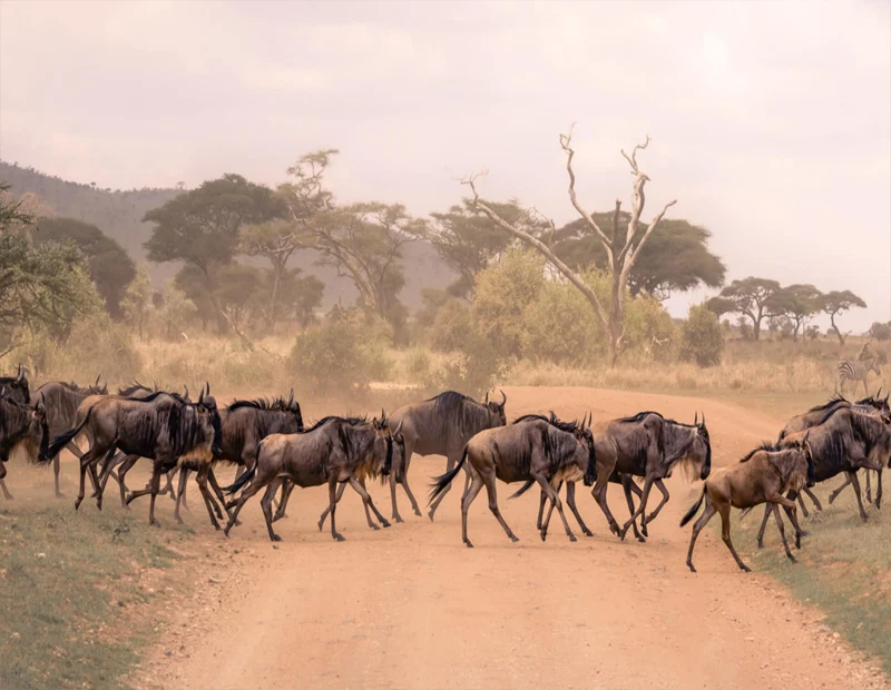 Serengeti National Park safari planning