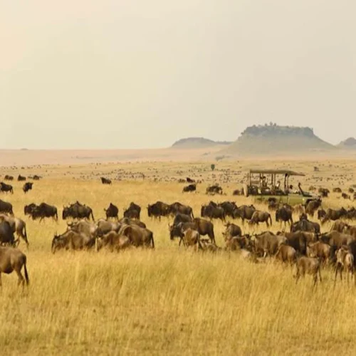 Serengeti National Park savannah wildlife during a Tanzania safari