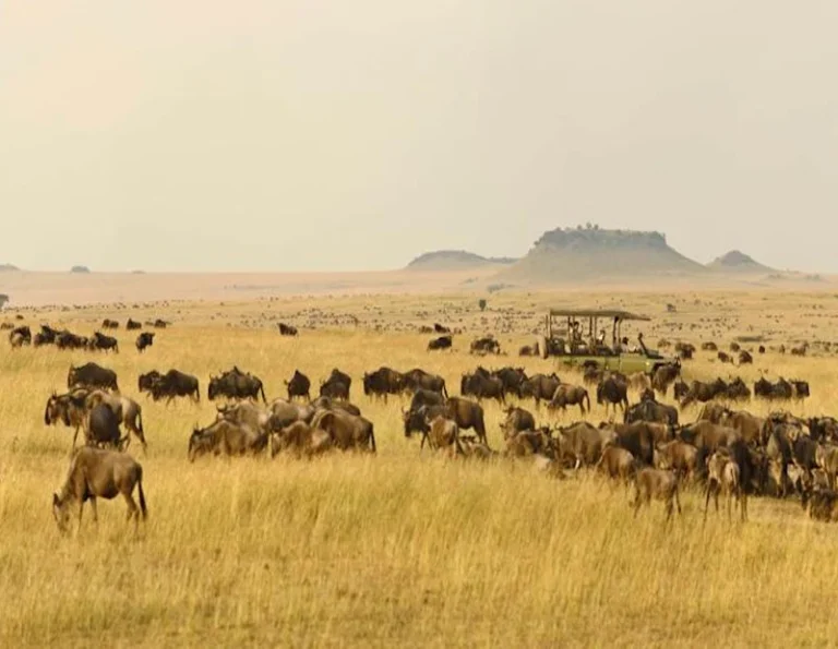 wildlife photography etiquette safari travel guide by Everyday Safaris in Tanzania