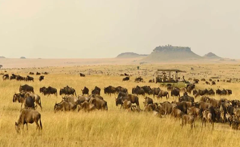 Serengeti National Park savannah wildlife during a Tanzania safari