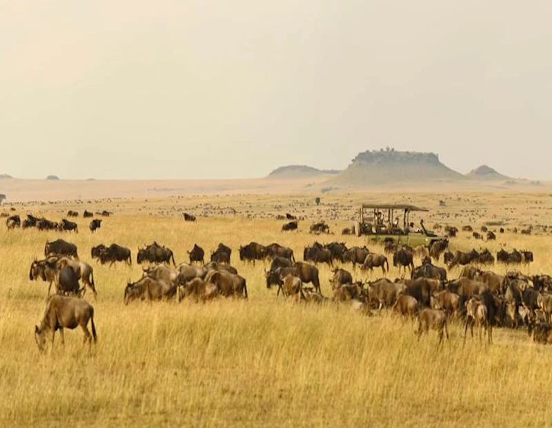 Serengeti National Park savannah wildlife during a Tanzania safari