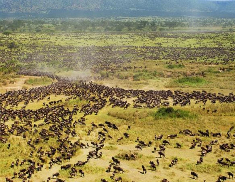 Serengeti National Park safari destination in Tanzania