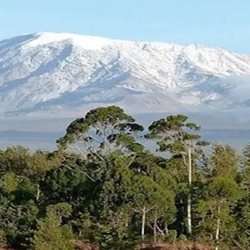 Snow capped mount kilimanjaro view from mount meru trekking route tanzania
