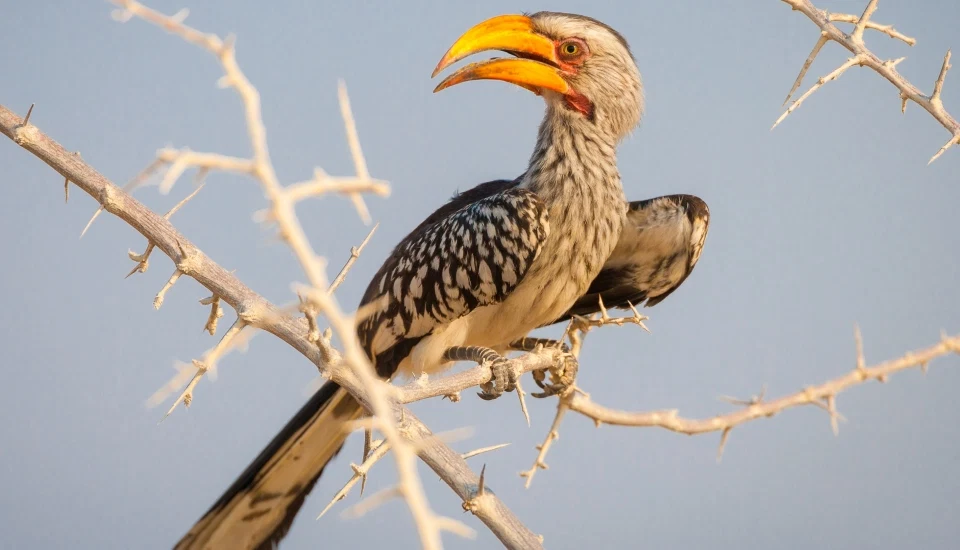 Southern ground hornbill perched on branch during tanzania birdwatching safari